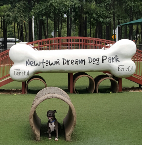 A dog stands under a tunnel at Newtown Dream Dog Park, featuring a large bone-shaped sign.