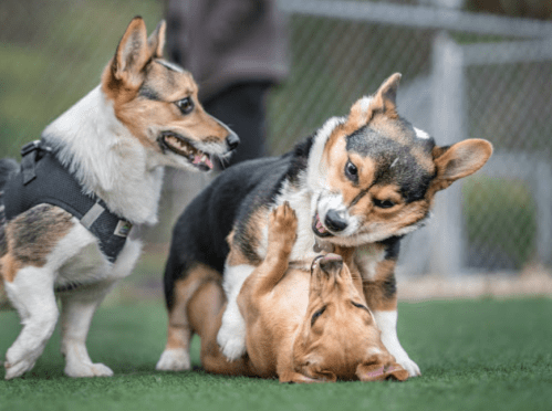 Two playful corgis interact in a grassy area, one on its back while the other playfully nips at it.