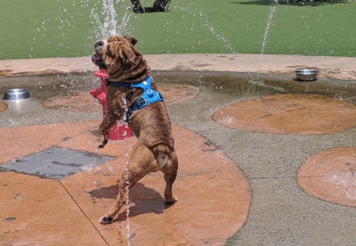 A playful dog in a blue harness stands on its hind legs, enjoying water spraying from a fountain.
