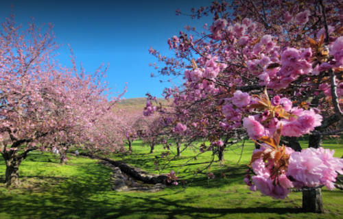 Blossoming cherry trees with vibrant pink flowers in a sunny green landscape.