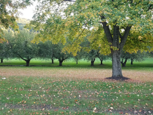 A serene orchard with green grass and trees, showcasing autumn leaves scattered on the ground.