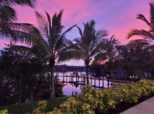 A serene lakeside view at sunset, featuring palm trees and vibrant pink and purple skies reflecting on the water.
