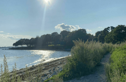 A serene shoreline with tall grass, trees in the background, and sunlight reflecting on the water.