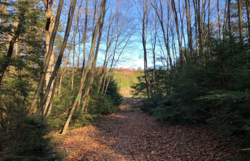 A serene forest path lined with trees and fallen leaves, leading into a bright, open area under a clear blue sky.