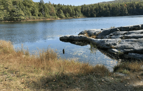 A serene lake surrounded by trees, with rocky shorelines and grass in the foreground under clear blue skies.