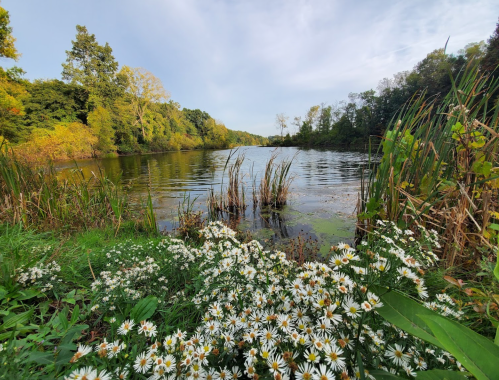 A serene lake surrounded by greenery and blooming white flowers under a clear sky.