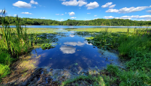 A serene lake surrounded by lush greenery and lily pads, reflecting fluffy clouds in a clear blue sky.