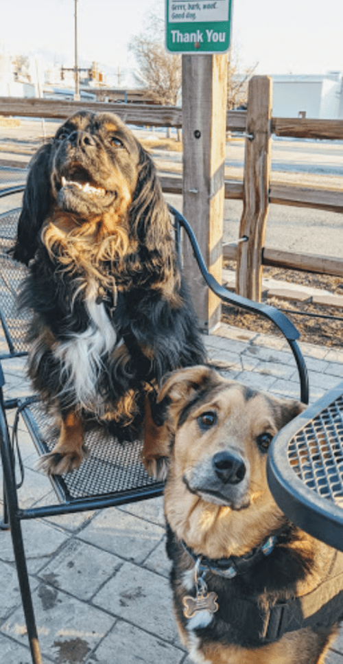 Two dogs sitting on outdoor chairs at a café, one with a fluffy coat and the other with a shorter coat, both looking at the camera.