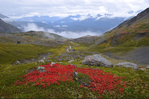 A scenic mountain landscape with a winding path, vibrant red flowers in the foreground, and misty mountains in the background.