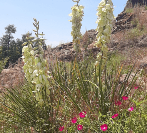 A cluster of tall, white flowers surrounded by green grass and pink blooms against a rocky background under a clear sky.