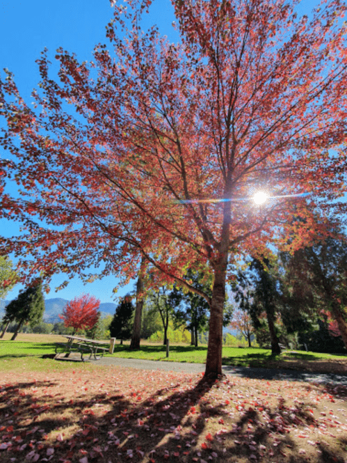 A vibrant red tree in autumn, with sunlight shining through its leaves, surrounded by green trees and a clear blue sky.