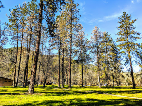 A serene landscape featuring tall pine trees and a grassy area under a clear blue sky.