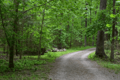 A winding gravel path through a lush green forest with tall trees and vibrant foliage.