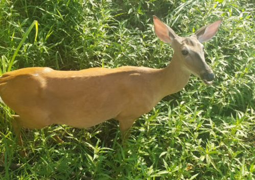 A deer standing among tall green grass, looking curiously at the camera.