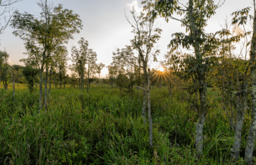 Sunset peeking through trees in a lush green landscape, with tall grass and a serene atmosphere.