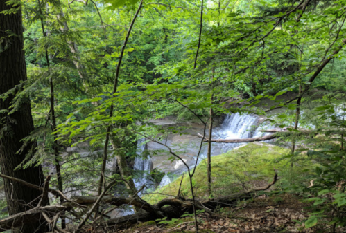 A serene forest scene featuring a small waterfall surrounded by lush green foliage and trees.