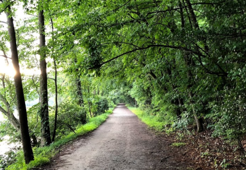 A serene dirt path lined with lush green trees, leading through a peaceful forest.