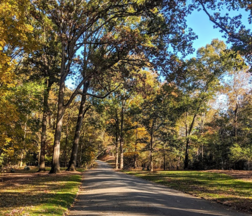 A serene tree-lined path with vibrant autumn foliage under a clear blue sky.