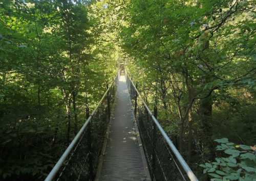 A narrow bridge surrounded by lush green trees, leading into a serene forest.