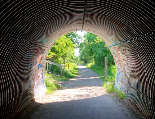 View from inside a curved, graffiti-covered tunnel leading to a sunny, tree-lined path.