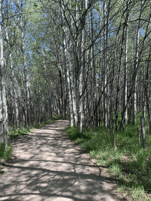 A dirt path winds through a forest of tall, slender trees with green foliage and dappled sunlight on the ground.