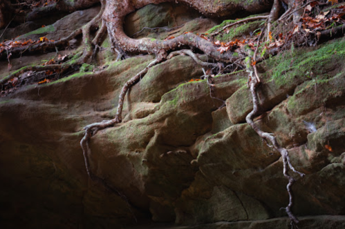 A close-up of tree roots extending over moss-covered rock, with hints of autumn leaves scattered throughout.