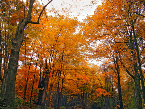 A vibrant forest scene with trees displaying bright orange and yellow autumn leaves against a cloudy sky.