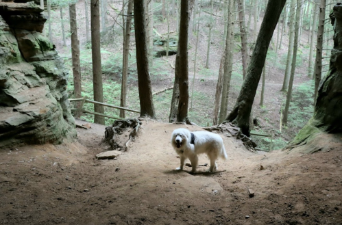 A fluffy white dog stands on a dirt path surrounded by tall trees and rocky cliffs in a forested area.
