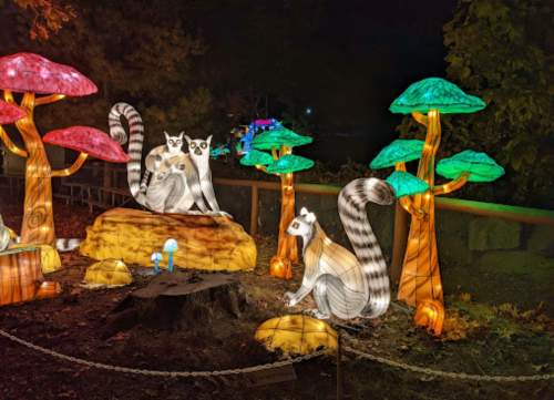 Colorful illuminated animal sculptures, including raccoons and squirrels, surrounded by glowing mushrooms and trees at night.