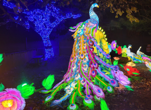 Colorful illuminated peacock surrounded by vibrant flowers and blue lights at night.