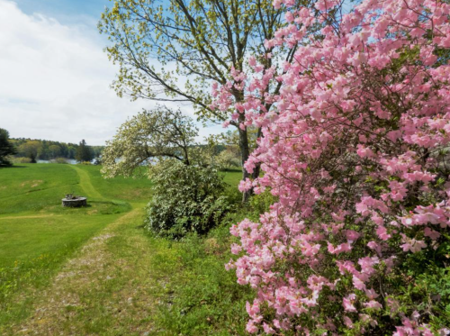 A scenic landscape featuring blooming pink flowers, green grass, and trees under a clear blue sky.