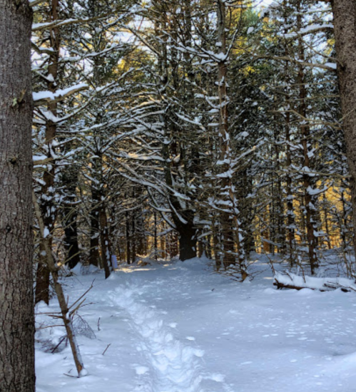 A snowy forest path surrounded by tall trees, with sunlight filtering through the branches.