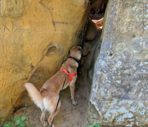 A dog in a red harness explores a rocky area, sniffing near a crevice in the stone.