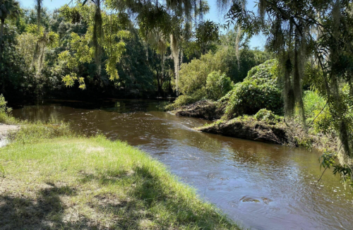 A serene river flows through lush greenery, with trees and plants lining the banks under a clear blue sky.