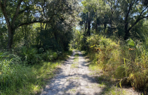 A dirt path surrounded by lush greenery and trees, leading into a dense forest.