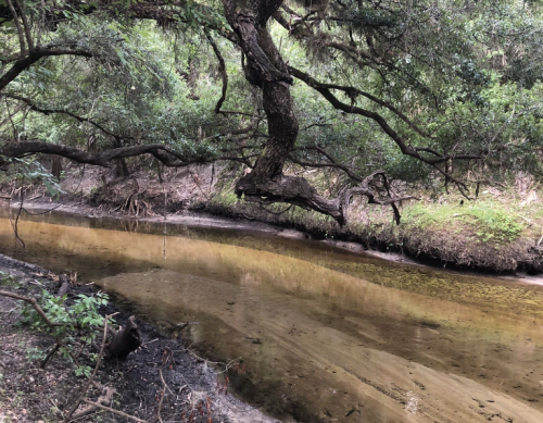 A serene riverbank scene with a winding, shallow stream and overhanging trees in a lush, green environment.