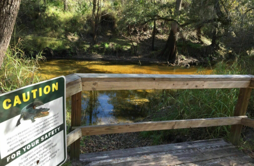 A wooden platform overlooks a calm, muddy creek with a caution sign warning about alligators. Lush greenery surrounds the area.