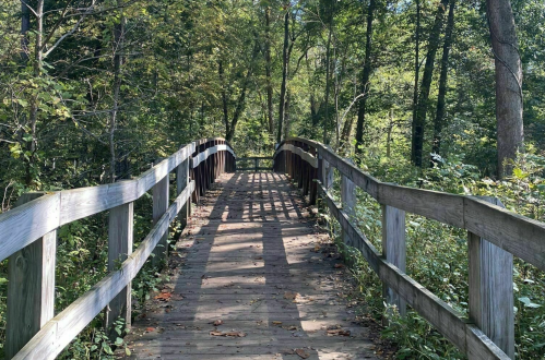 A wooden bridge leads through a lush green forest, with sunlight casting shadows on the path.