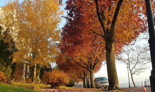A scenic view of trees with vibrant autumn leaves lining a sidewalk, with a vehicle parked nearby.