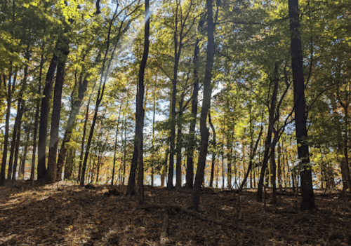 A serene forest scene with tall trees and colorful autumn leaves, sunlight filtering through the branches.