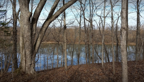 A serene landscape featuring bare trees by a calm river, reflecting the sky and surrounded by fallen leaves.