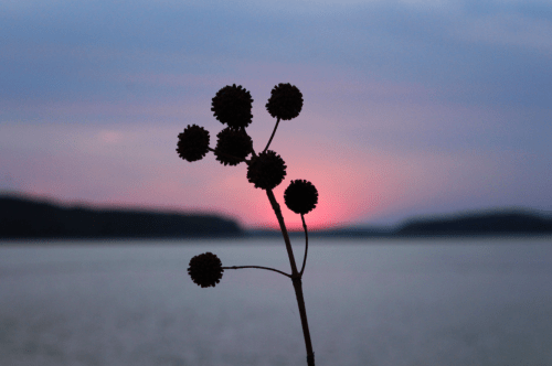 Silhouette of a plant with round seed pods against a colorful sunset over a calm body of water.