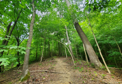 A winding dirt path through a lush green forest with tall trees and dense foliage.