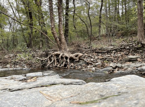 A serene stream flows past exposed tree roots in a wooded area, surrounded by rocks and greenery.