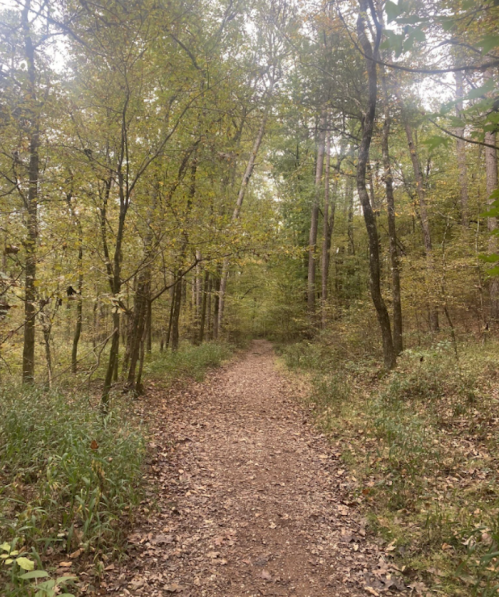 A winding dirt path through a serene forest with green trees and fallen leaves.