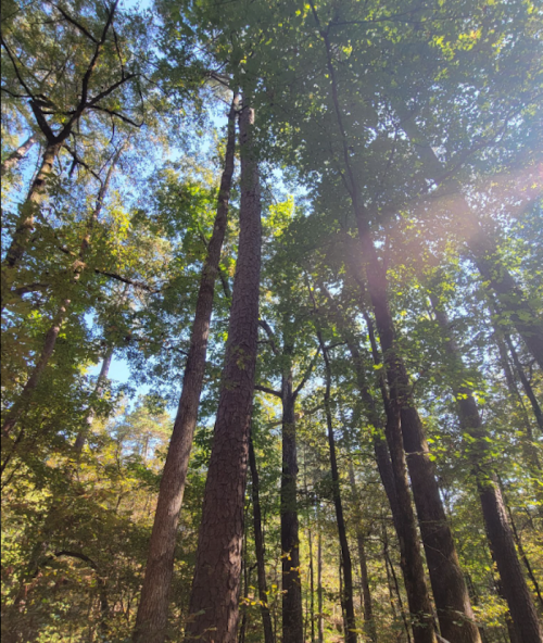 Tall trees reaching towards a clear blue sky, surrounded by lush green foliage in a forest setting.