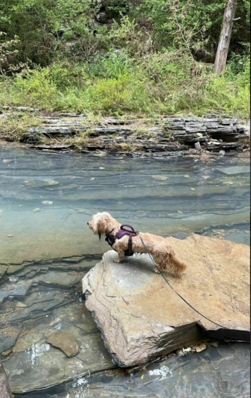 A small dog stands on a rock by a clear stream, looking out over the water surrounded by greenery.