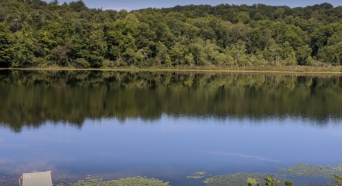 A serene lake surrounded by lush green trees, reflecting the landscape on a calm day.