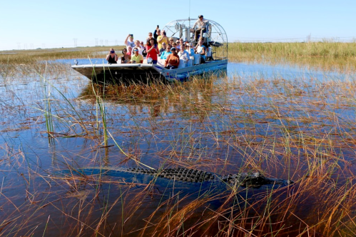 A tour boat with passengers observes an alligator in a marshy waterway surrounded by tall grass.