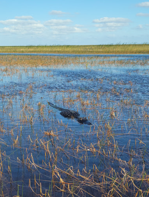 A calm wetland scene with tall grasses and a crocodile partially submerged in the water under a blue sky.